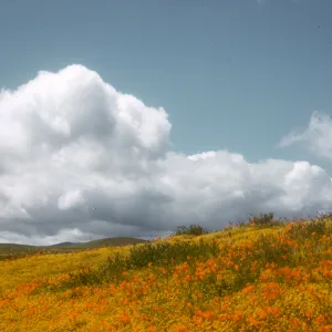 field of Baeria and poppies, Antelope Valley