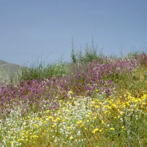 wildflowers