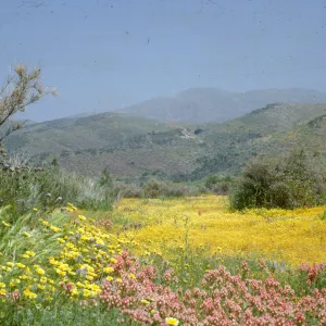 wildflowers