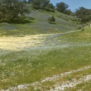 cream cups, lupine, popcorn flower in Foxen Canyon