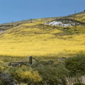 mustard flowers, gate to Jalama Park