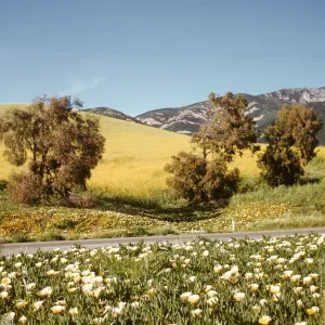 roadside field of mustard and iceplant, Highway 101, Gaviota