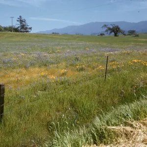 poppies and lupine near Santa Ynez