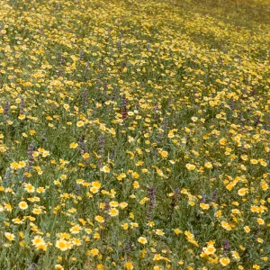 wildflowers