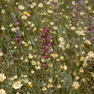 cream cups and lupine, Salisbury Potrero