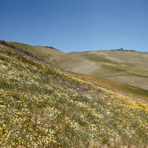 wildflower slopes