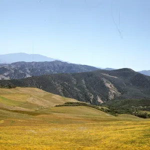 wildflowers, slope of Salisbury Potrero