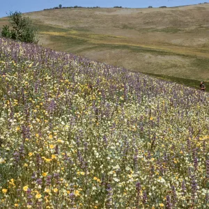 wildflower slope, Salisbury Potrero