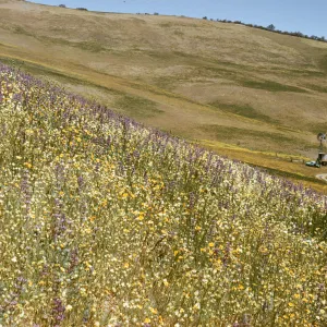 Salisbury Potrero wildflower slope, windmill