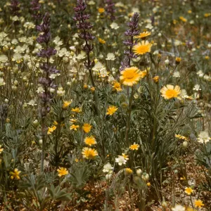 cream cups, lupine, tidy tips