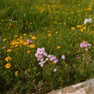 Lasthenia and Linanthus, de la Guerra Springs