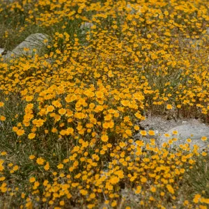 carpet of Lasthenia, de la guerra Springs