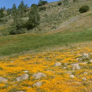 goldfields at de la guerra Springs