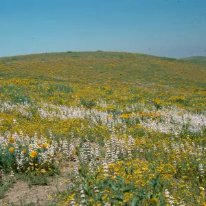 wildflowers