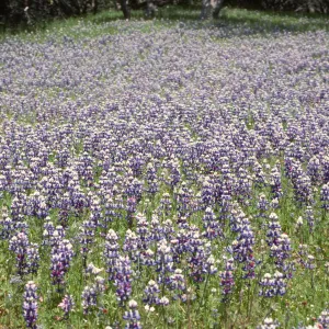 Lupines