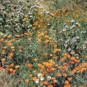 Phacelia grandiflora, poppies