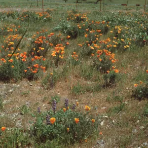 poppies and lupine