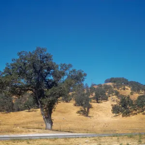 oak savanna