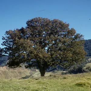 Quercus douglasii, Figueroa