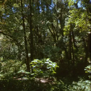 oak woodland
