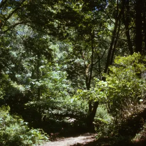 oak woodland