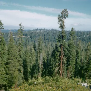 mixed conifer forest, red fir, white fir, Lake Tenaya