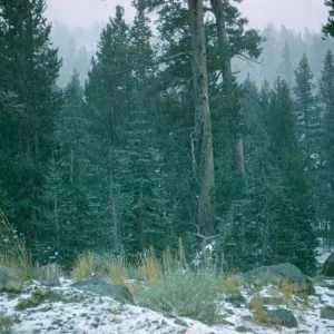 mixed conifer forest, pine and fir, Woods Lake