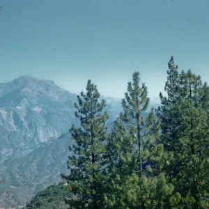 incense cedar, yellow pine, Kings River Canyon, Yosemite