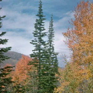 quaking aspen and alpine fir, Copper Basin, Coon Creek summit