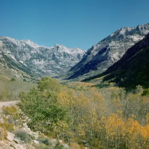 aspen in fall color