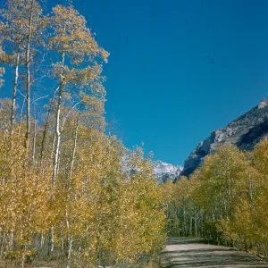 aspen in fall color