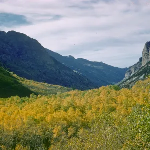 aspen in fall color
