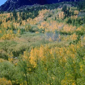 aspen in fall color with fir