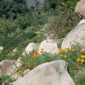 Campbell Trail