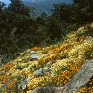 Campbell Trail