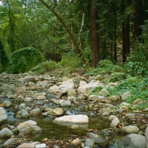 Mission Creek and redwoods above the Mission Dam