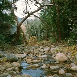 Mission Creek above the Mission Dam, fall leaves