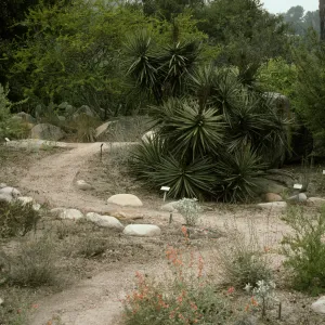 SBBG Desert Section