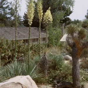 SBBG Desert Section