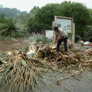 construction of the Desert Wash, SBBG