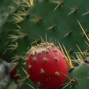 Opuntia fruit