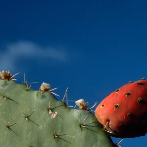 Opuntia (Prickly-pear) fruit