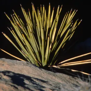 Yucca