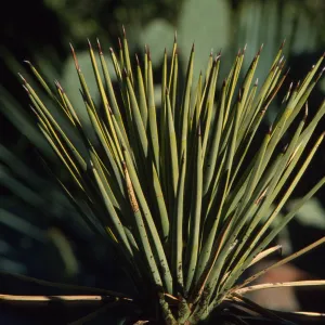 Yucca
