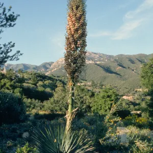 Yucca whipplei 