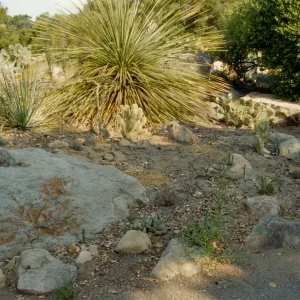 SBBG Desert Section