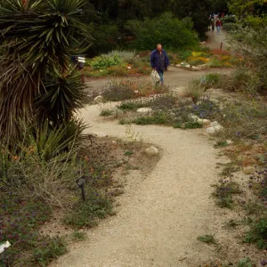 SBBG Desert Section, desert wash