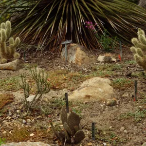 SBBG Desert Section