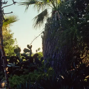Washingtonia filifera 