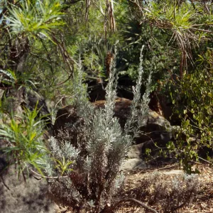 Artemisia tridentata with Chilopsis in Desert Section